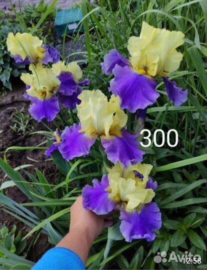 Ирисы бородатые сортовые 2