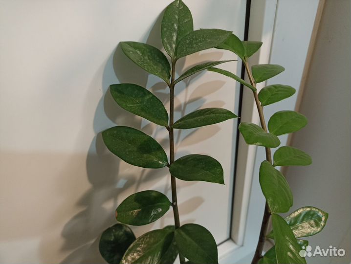 Долларовое дерево