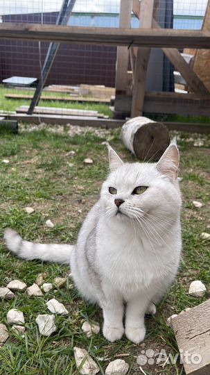 Кошка в дар