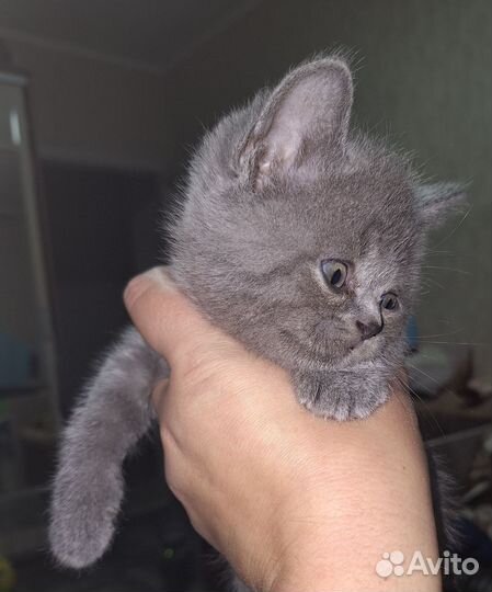 Британские котята