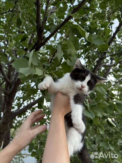 Кошки в добрые руки