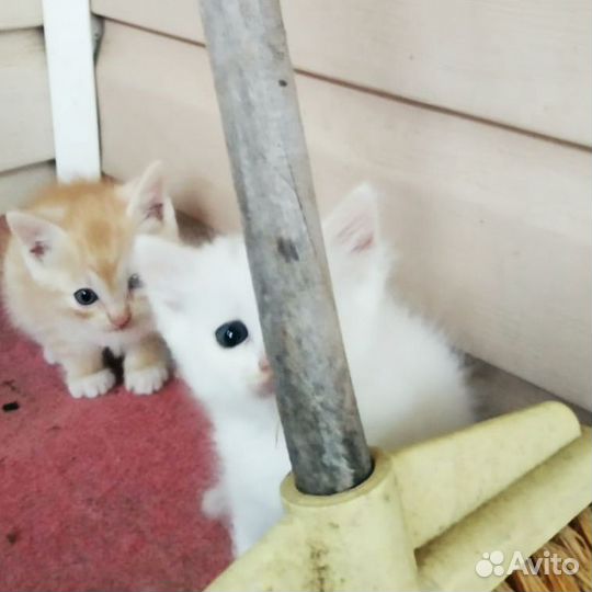 Отдам в добрые руки котят