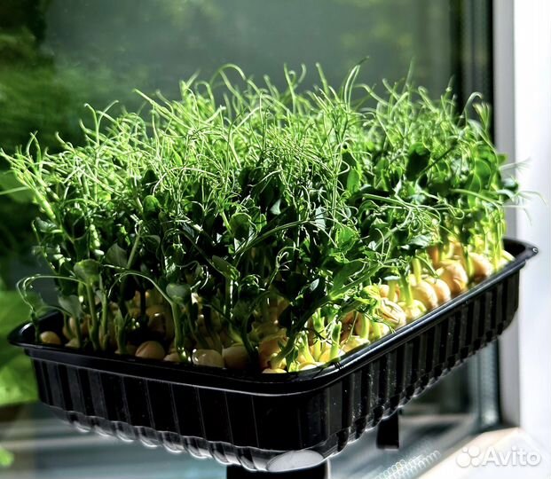 Микрозелень горох