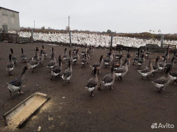 Гуси Линда 5 мес