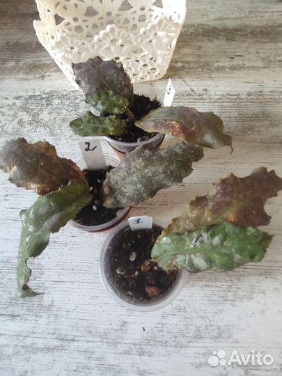 Хойя ундулата