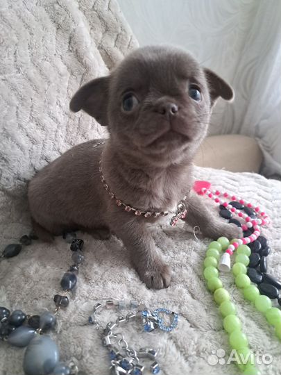 Щенки чихуахуа лиловая девочка