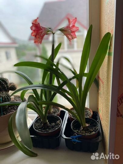 Гиппиаструм