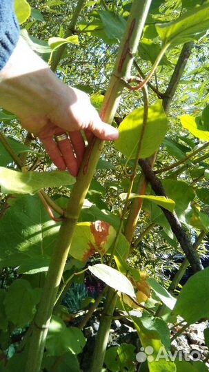 Гречиха сахалинская или горец сахалинский