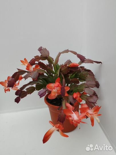 Декабрист красного цвета