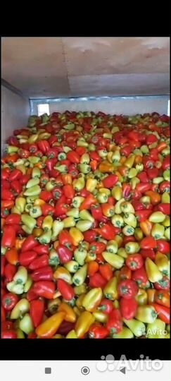 Перец болгарский оптом
