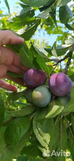 Слива синяя венгерка