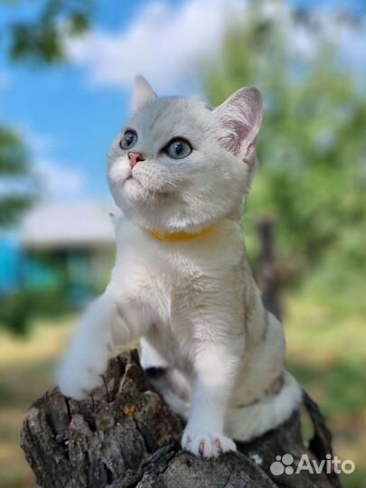 Шикарная шиншилка