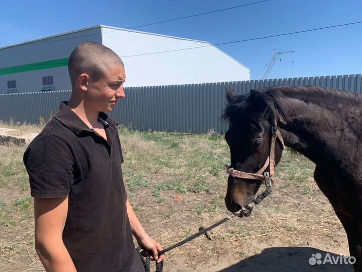 Кабыла 2 года