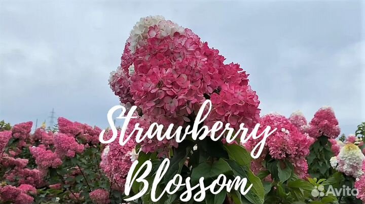 Гортензия метельчатая Strawyberry Blossom