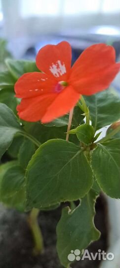 Бальзамин или ванька мокрый