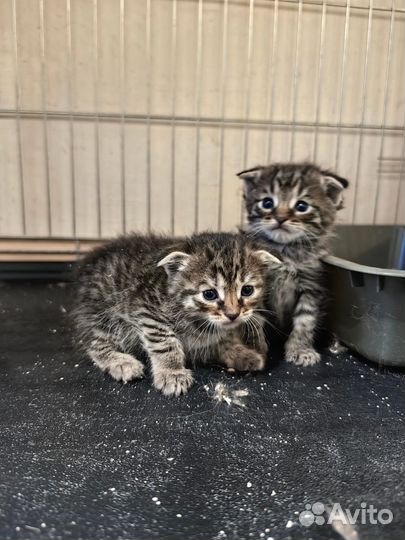 Россыпь котят