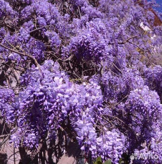 Глициния китайская