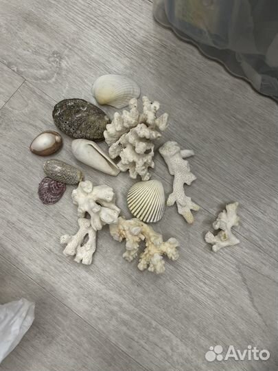 Ракушки и кораллы