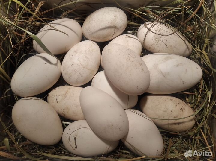 Инкубационное яйцо гусей