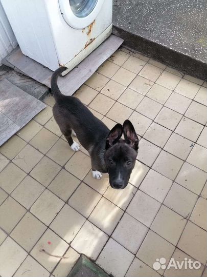 Собаки потеряшка