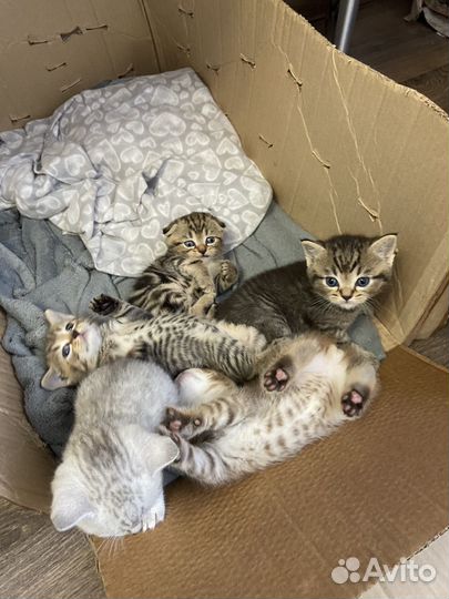 Шотландские котята