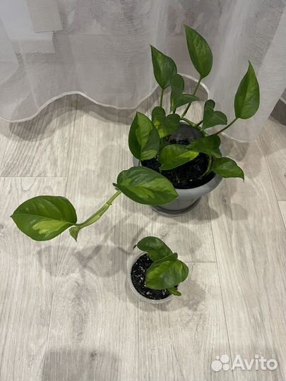 Эпипремнум/Сциндапсус