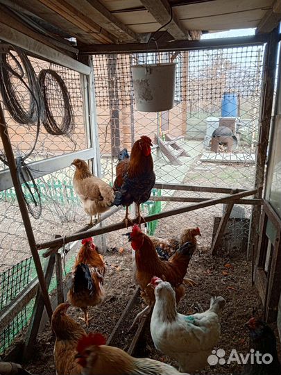 Молодые петухи