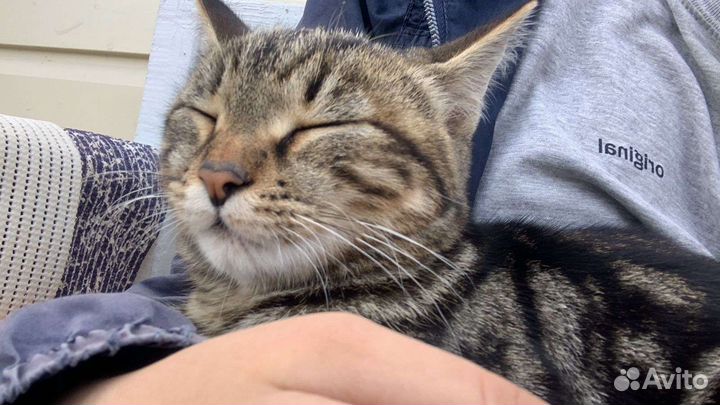 Кошка в дар бесплатно