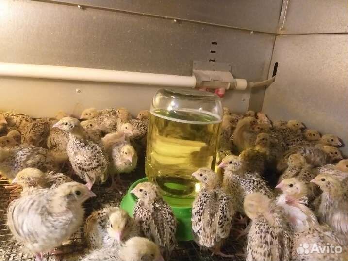 Перепела суточные