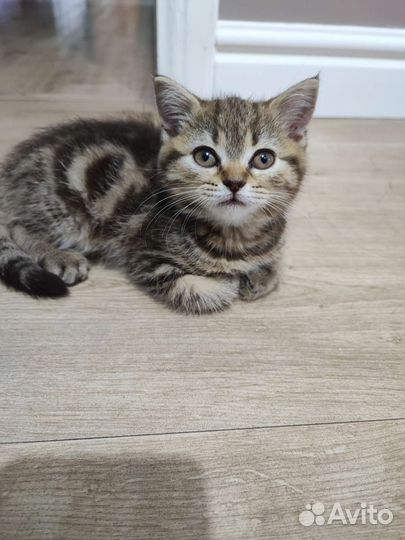 Шотланский котенок