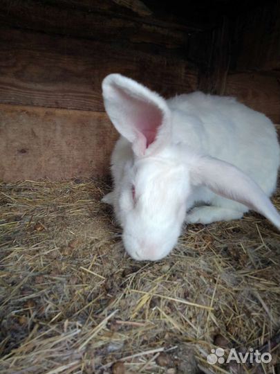 Продаю крольчиху породы Белый Панон