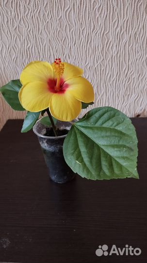 Гибискус желтый