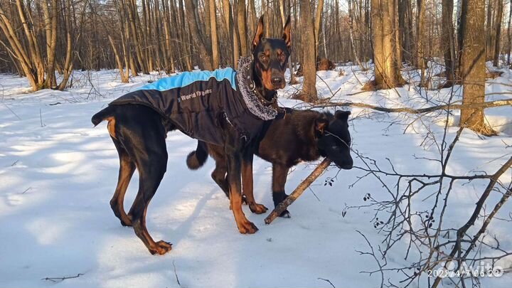 Передержка животных