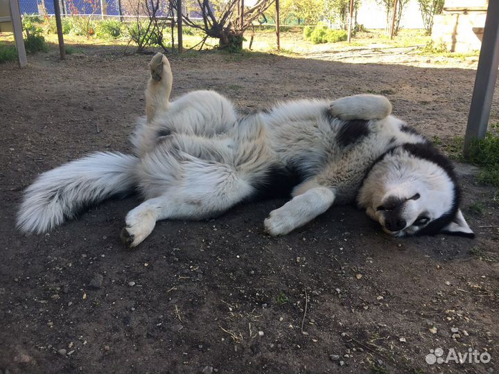 Вязка хаски