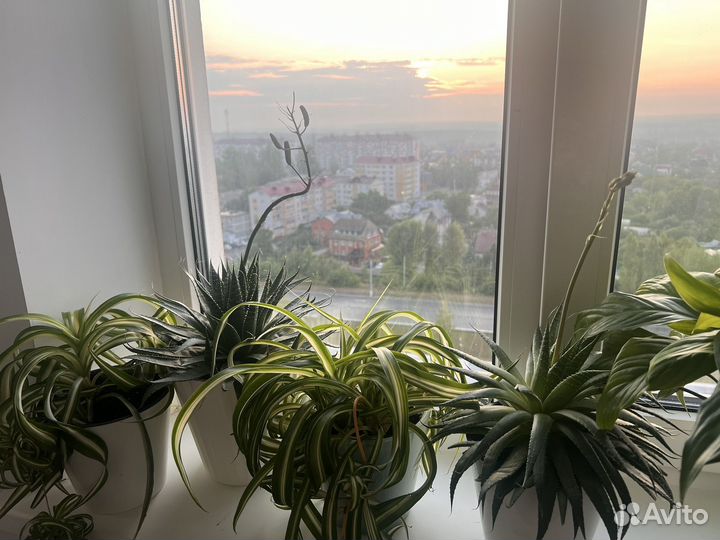 Хавортия (суккуленты)