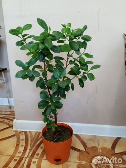 Фикус мокламе