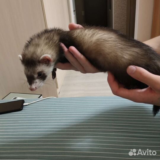 Домашний хорек