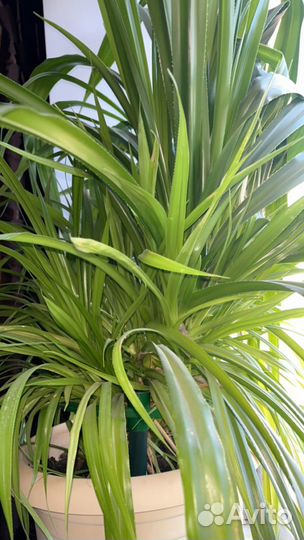 Хлорофитум