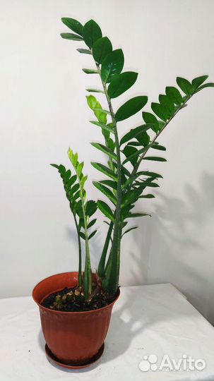 Замиокулькас