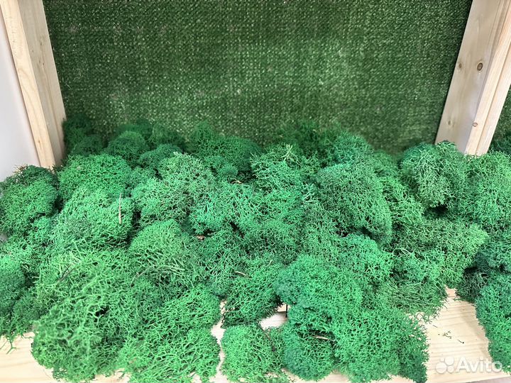 Мох стабилизированный