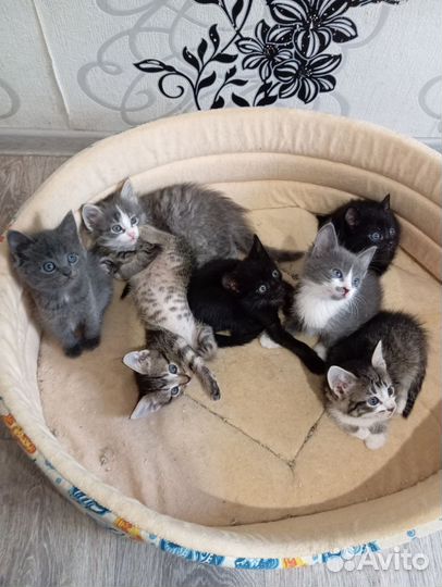 Милые котята