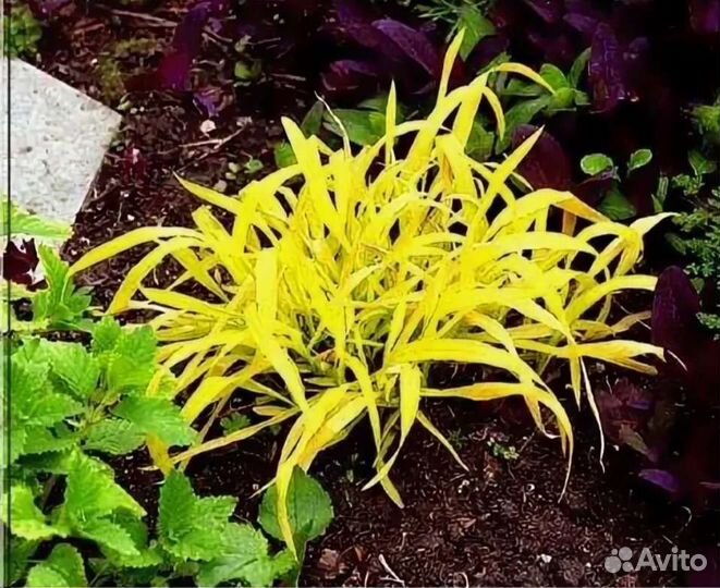 Кислица,Бор,Пиретрум,Лук декоративный семена