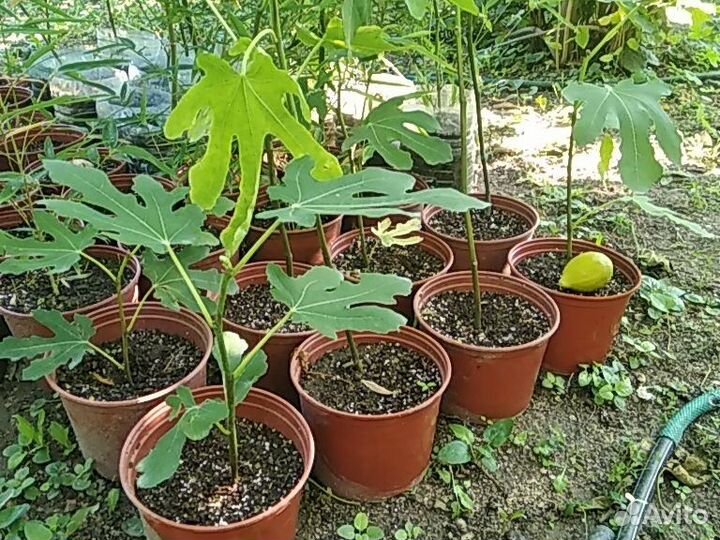 Саженцы инжира