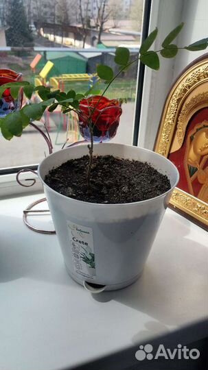 Глициния, семена