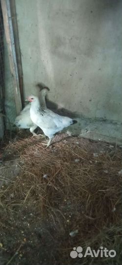 Курочка и петух