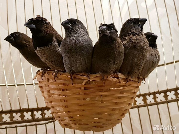 Самка японской амадины