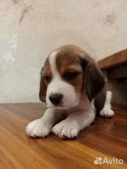 Щенки бигль