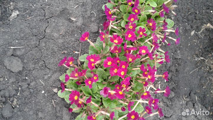 Папоротник