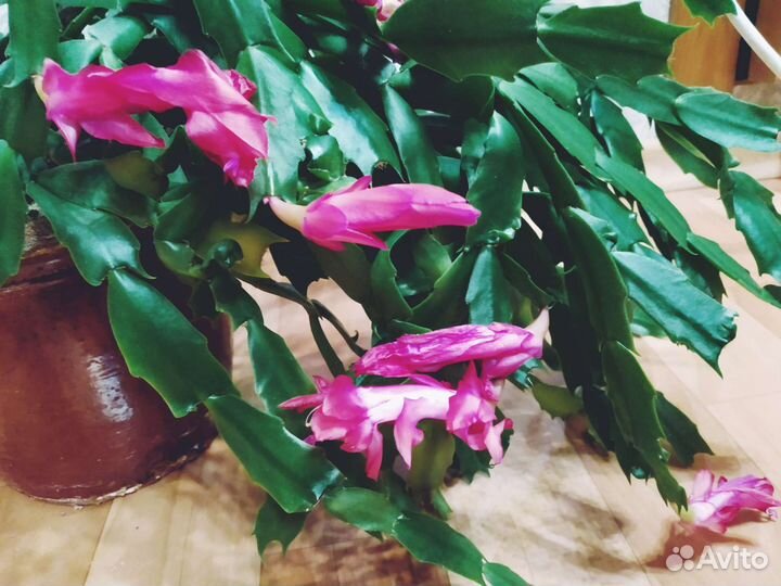 Цветок декабрист