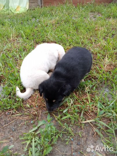 Щенки, собочата